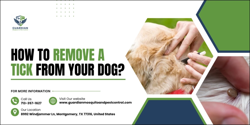 How to Remove a Tick from Your Dog?