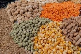 What are the health benefits of seeds, and why should you eat them, even to lose weight?