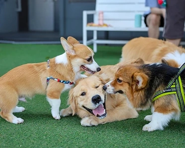 Doggy Day Care for High-Energy Breeds: Is It Worth It?