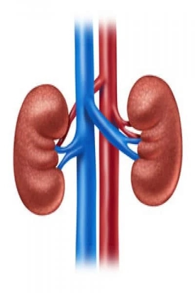 How is the appointment with a nephrologist