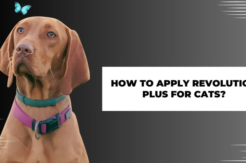 How to Apply Revolution Plus for Cats?