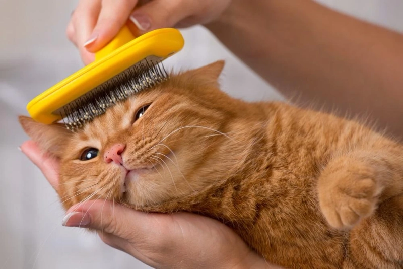 The Best Cat Brush: A Comprehensive Guide