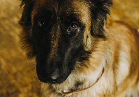 Belgian Tervuren Care Information