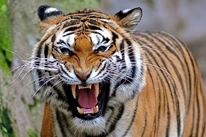 88+ Tiger Quotes Reveal the Wild Power of Determination