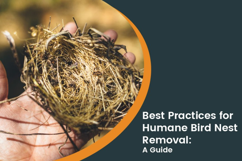 Dos and Don’ts of Bird Nest Removal: Everything You Need to Know About Humane Bird Control