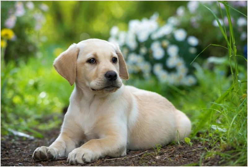 The Top 8 Factors You Need to Consider Before You Decide to Buy a Labrador Retriever Puppy!