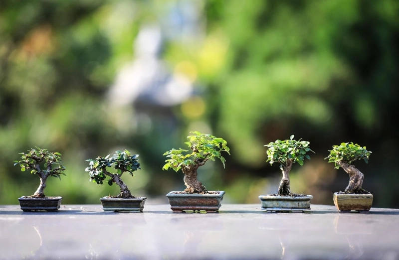 Elevate Your Living Space Through Strategic Plant Styling