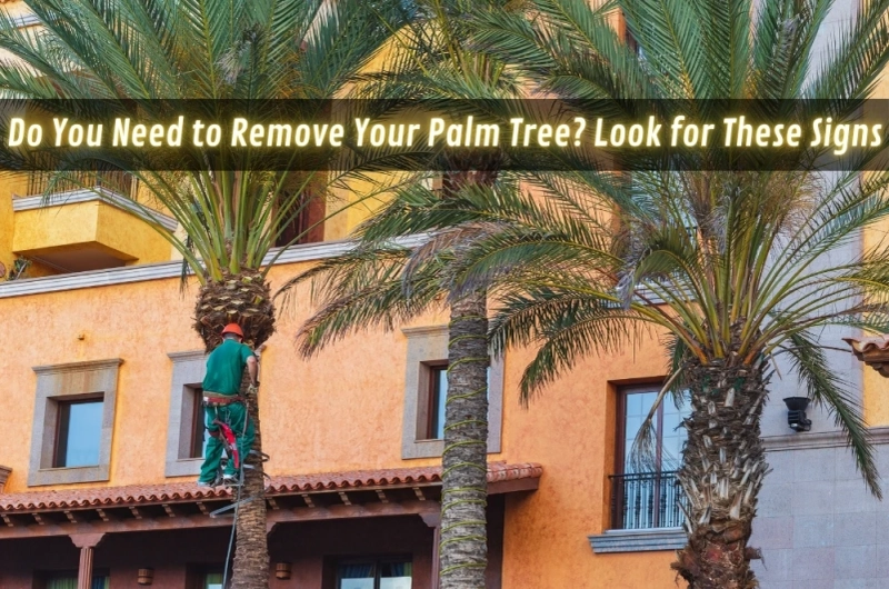 Do You Need to Remove Your Palm Tree? Look for These Signs