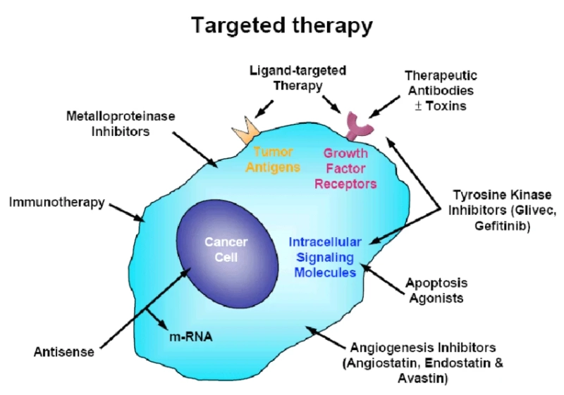 Targeted Therapy in Cancer Treatment: Precision Medicine for Better Outcomes
