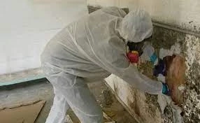 Short Summary Of How Important Professional Mould Cleaning