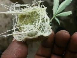 Ice Cream Cake Trees Sixty Clones