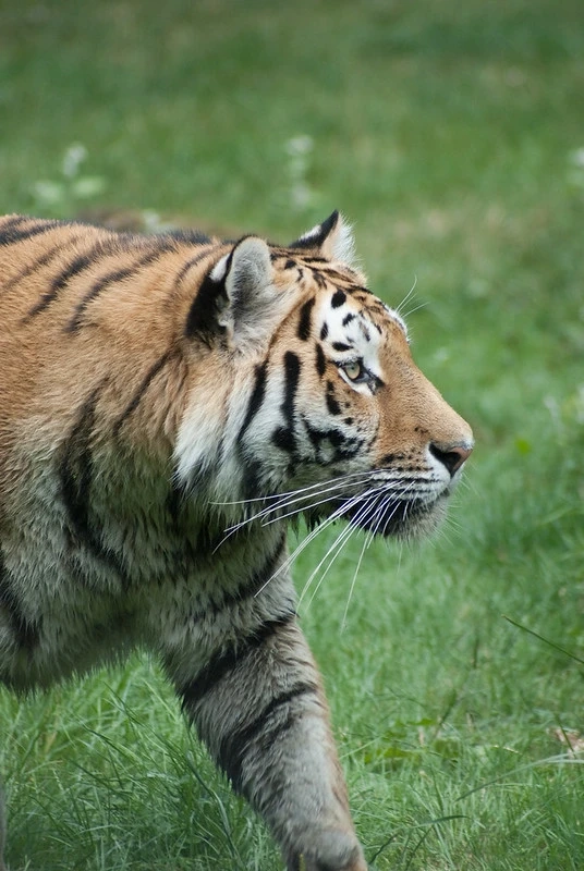 The Increase In The Population of Tigers in Jim Corbett; A Top of the World Achievement for India