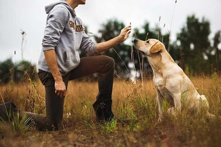 Training A Dog Correctly