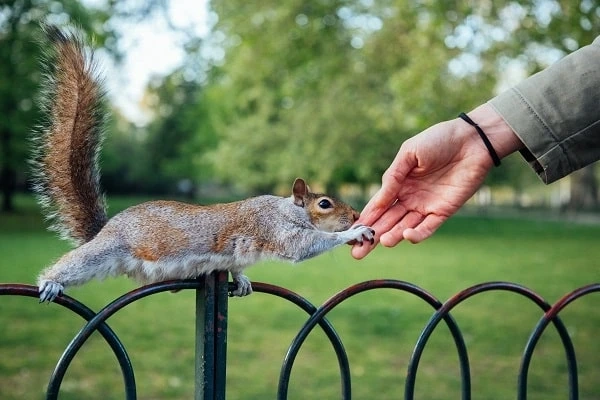 How to get rid of raccoons? Frequently Asked Questions About raccoons removal