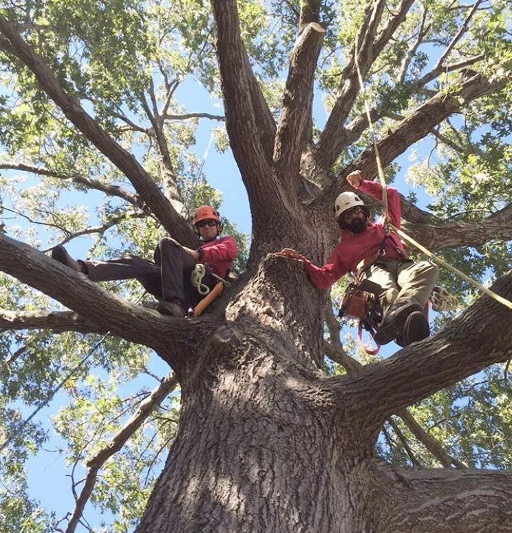Tree Issues Kendall Homeowners Often Ignore