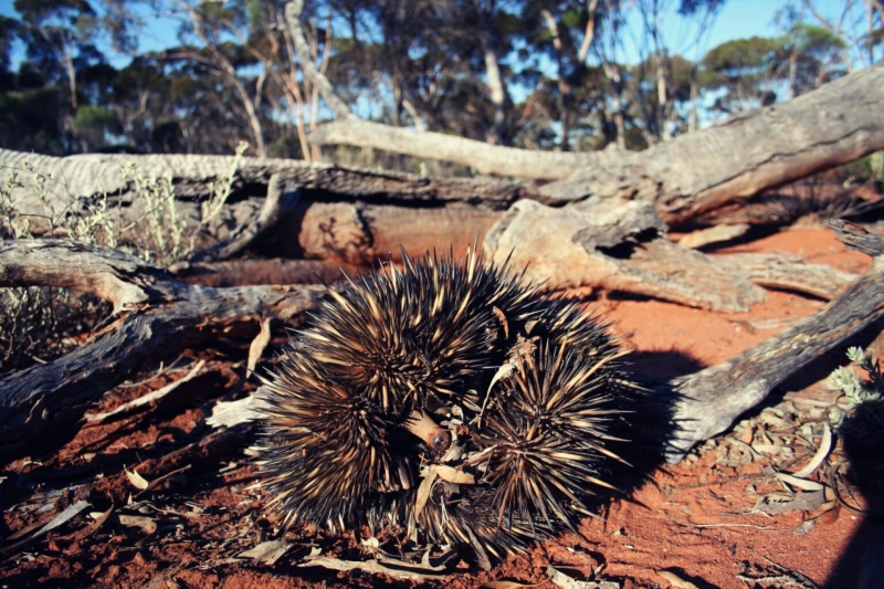 Safety Tips for Fauna Spotters: Ensuring Well-being in the Field