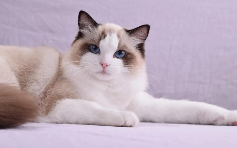 Are Ragdoll Cats Hypoallergenic? Everything You Should Know