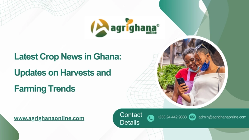 Latest Crop News in Ghana: Updates on Harvests and Farming Trends