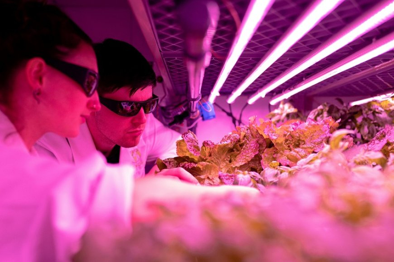 Lifeasible Released One-stop Forestry Tissue Culture Service for Research Use