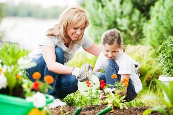 What Are the Most Useful Tree Maintenance Guidelines for a Well-maintained Backyard?