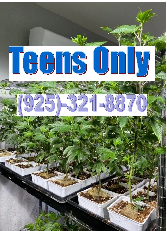 Petro Chem Teens los angeles Hempplantnursery