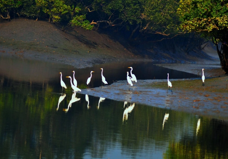 Book Sundarban Package Tour from Kolkata - Winter Spl Best Rate