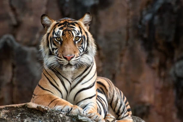 Best Tiger Reserves in Madhya Pradesh