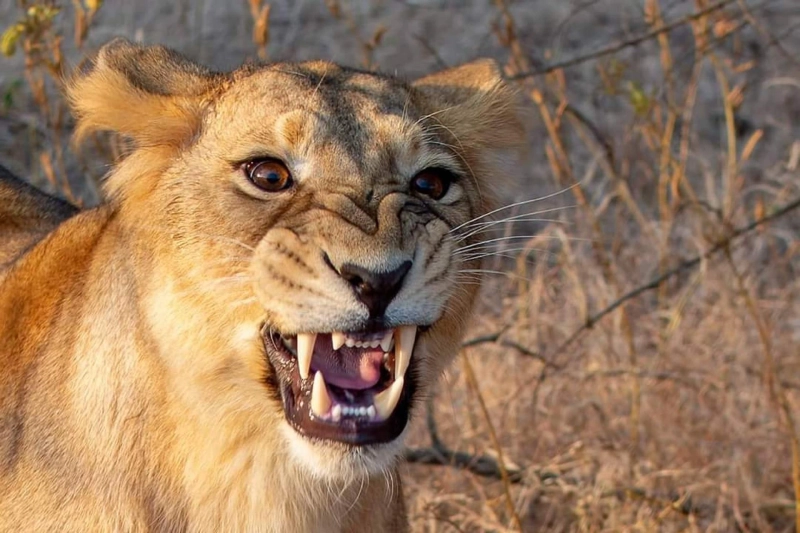 Put Down the Guns; Why Are We Driving Our Felines to Extinction?