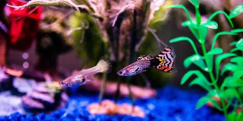 Transform Your Aquarium with Guppy Dragon Dumbos: Tips and Tricks for Stunning Results