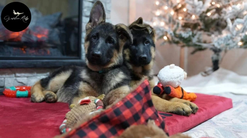 Is It Normal for a German Shepherd Puppy to Be Protective This Early?