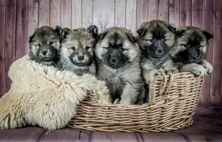 Housetraining Puppies: As Soon As You Let Your Pup Out Of The Crate, Take Them Outside