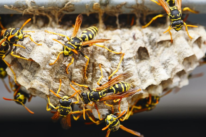 How Professional Wasp Exterminators Remove Nests Safely