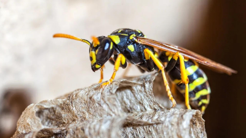 Professional Wasp Extermination: Protecting Your Family and Property
