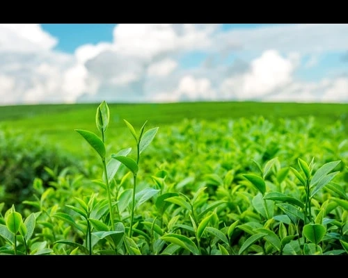 How Agriculture Monitoring Systems are Revolutionizing Farming Techniques