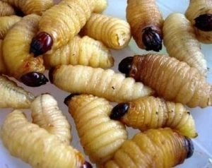 Tác dụng tuyệt vời của acid amin nhộng tằm