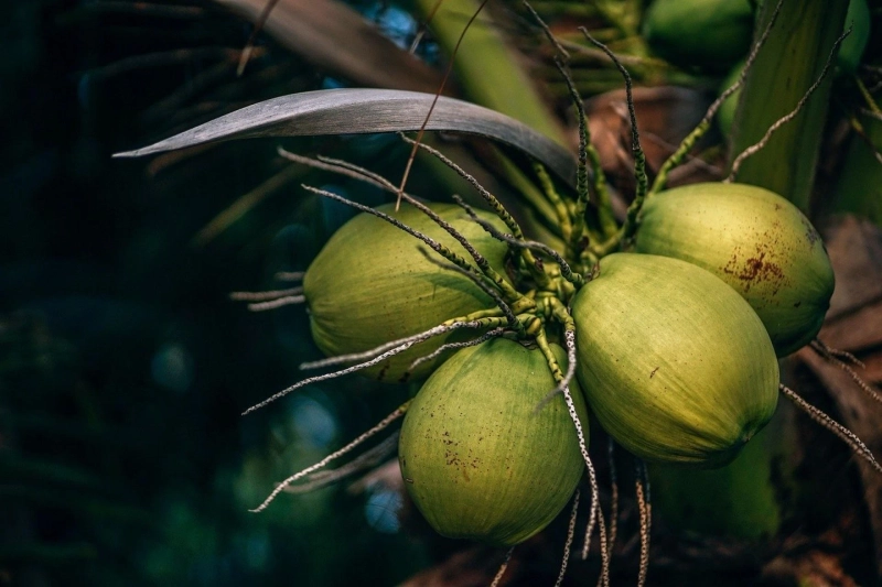 The Lowdown on Organic Coconut Water