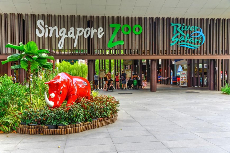 A Day of Adventure and Wonder: Exploring the Singapore Zoo