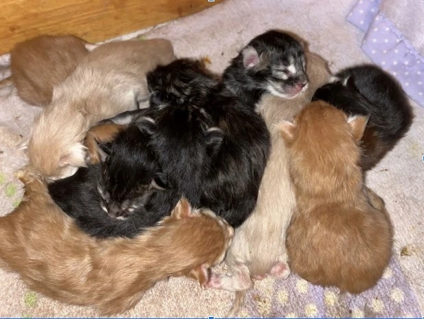  Discover the Charm of Maine Coon Kittens – Friendly, Fluffy, and Family-Ready