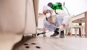 Battling Cockroach Infestations: Eminent Pest Control's Effective Solutions in Singapore