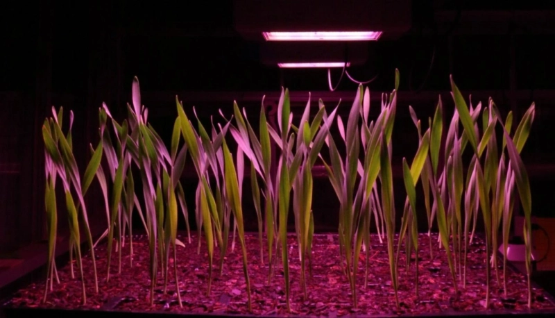 India’s Berry Revolution: How Berries and Speed Breeding Are Shaping the Future of Farming