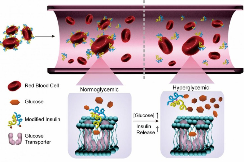 The Importance of Glucose for Energy
