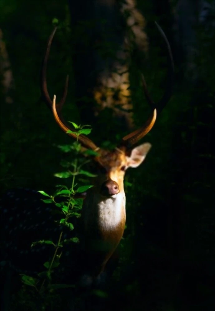 The most efficient source of light to illuminate deer