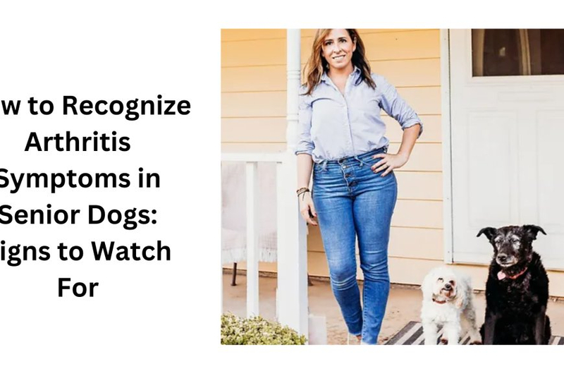 How to Recognize Arthritis Symptoms in Senior Dogs: Signs to Watch For