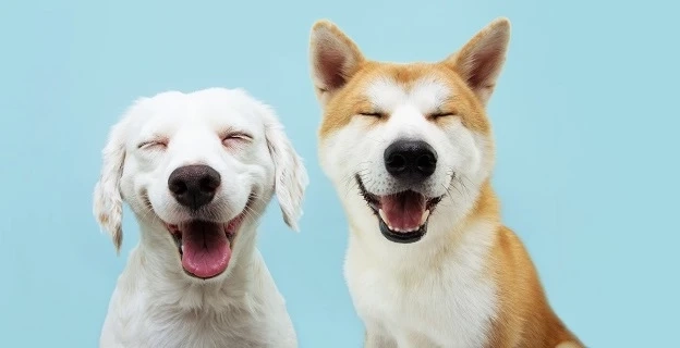 How to Protect Dogs from Various Diseases and Stay Them Healthy.