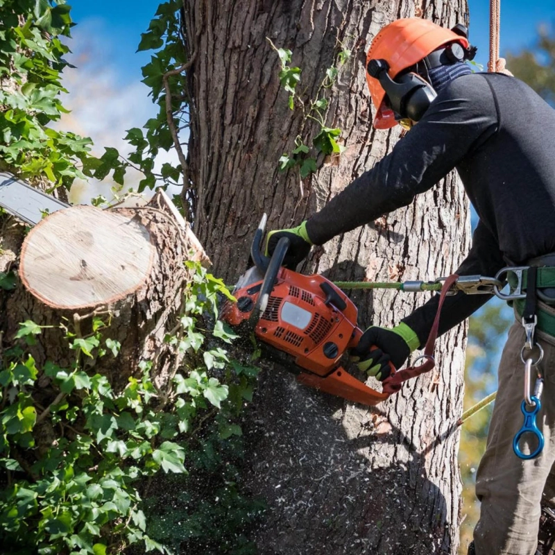 Professional Tree Services in Sonora: Pruning, Removal, and More