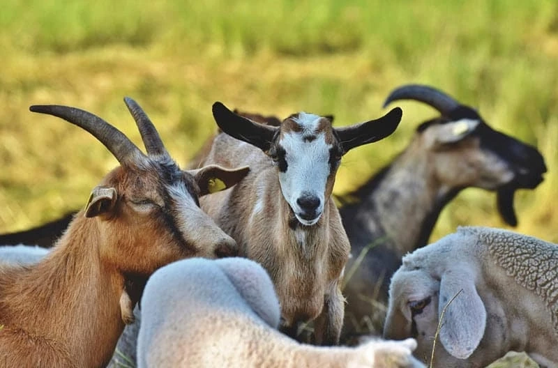 The way to Raise Goats - 3 Important Information to Raising Goats Successfully