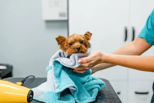 Pet Spa Care in Dunedin: What Modern Pet Parents Should Expect Today