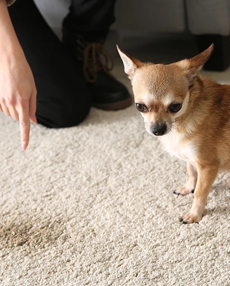 Clever Hacks To Prevent Your Pets From Damaging Your Pricey Carpets