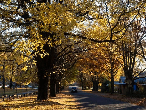 The Complete Guide to Golden Elm Tree Care and Maintenance