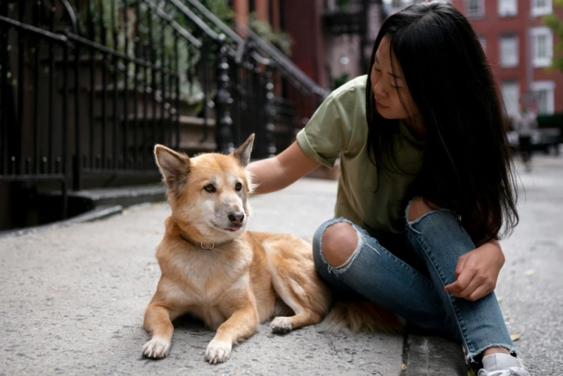 How to Choose the Perfect Shiba Inu Puppy: Your Ultimate Guide